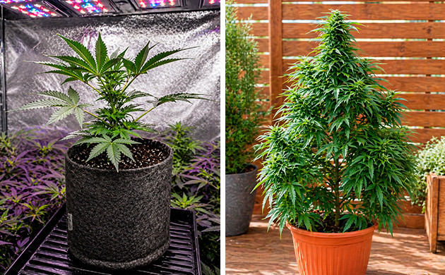  cultivo de marihuana en macetas