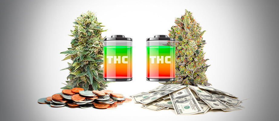 sementes de cannabis autoflorescentes mais baratas
