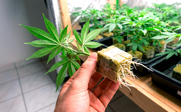 cloning marijuana plants