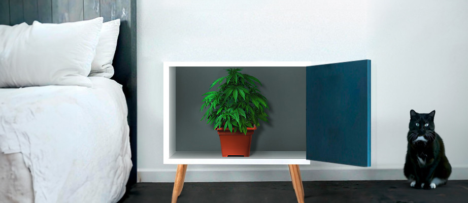 autoflowering Samen