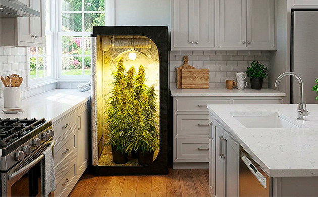 Growroom cannabis odor control