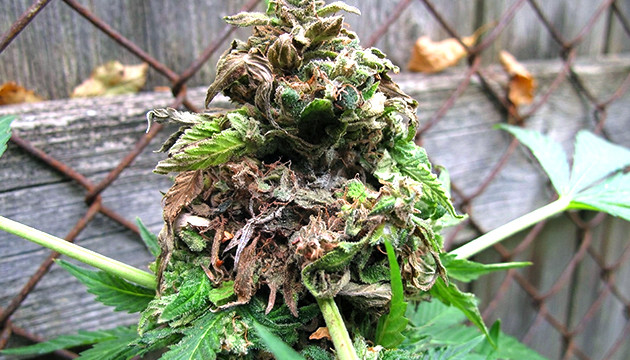 Humidité trop élevée meilleure humidité pour la marijuana