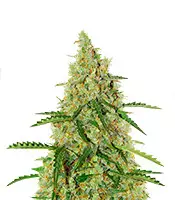 Compre sementes feminizadas Auto Glueberry O.G da Dutch Passion Auto Glueberry O.G. (Dutch Passion)