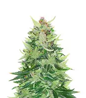 CBD Lemon Auto จาก Herbies Seeds CBD Lemon Auto (Herbies Seeds)
