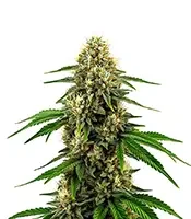 Future 1 (World Wide Cultivars)