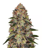 Buy Shiskaberry seeds by Barney's Farm Shiskaberry (Barney's Farm)