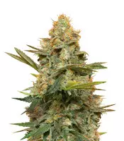 Acquista i semi femminizzati Three Blue Kings di Humboldt Seed Organization Three Blue Kings (Humboldt Seeds)