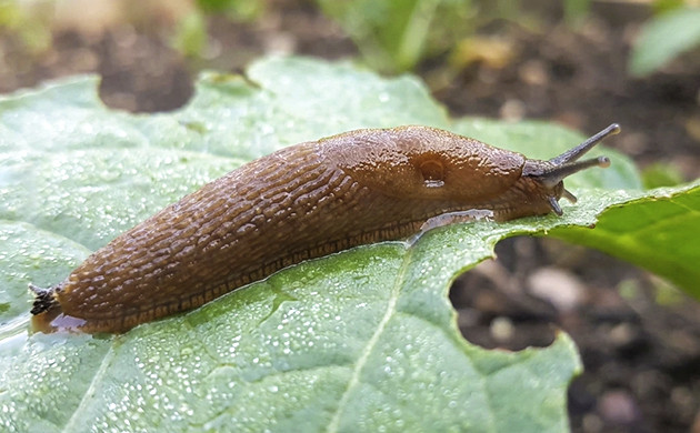 Slugs: slow yet dangerous enemies whats wrong with marijuana