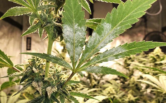 Muffa: è successo a quasi tutti i coltivatori marijuana plant diseases