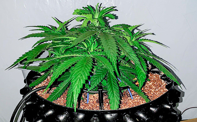 LSD cannabis strain grow report