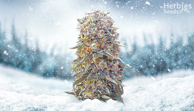 Can Weed Grow In Cold Weather?