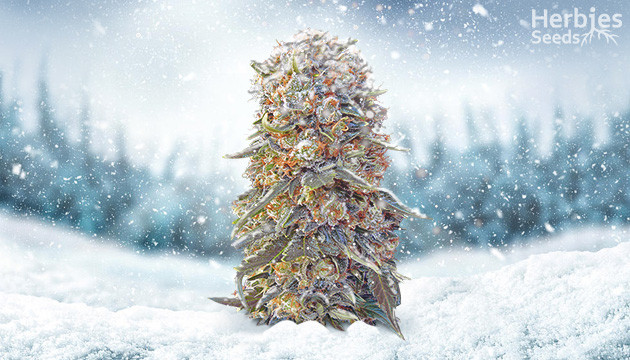 best cannabis strains for cold climate