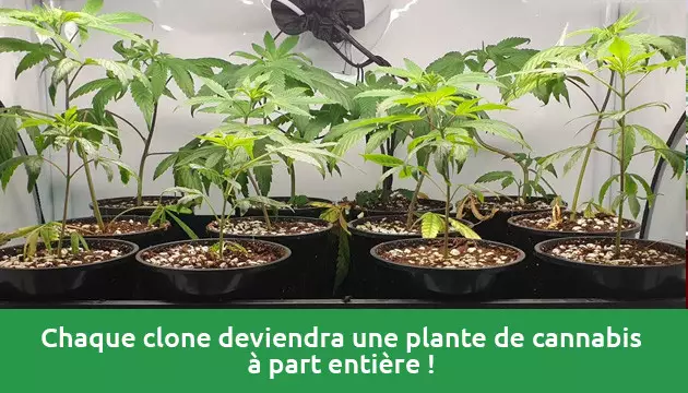 comment cloner du cannabis à autofloraison