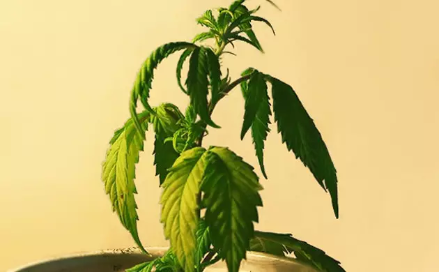 feuilles de cannabis flétries