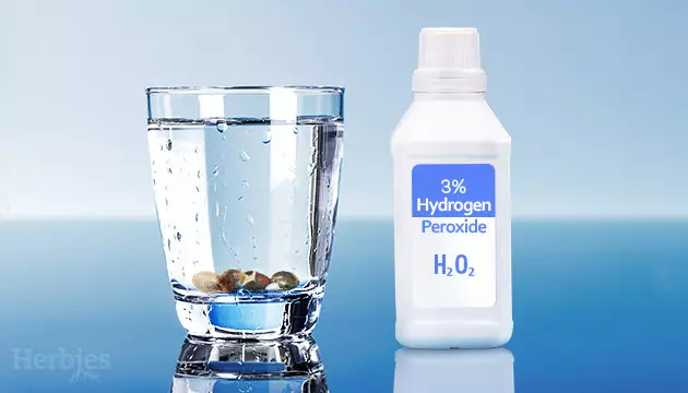 how to germinate cannabis seeds with hydrogen peroxide
