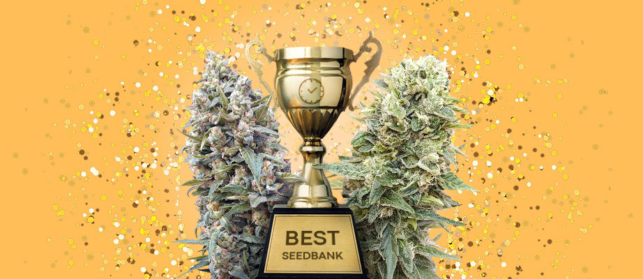 autoflowering feminized cannabis seeds the most advanced product