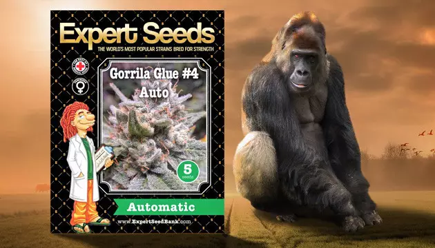 Expert Seeds feminized