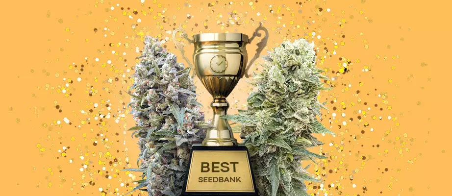 Autoflowering Feminized Cannabis Seeds – The Most Advanced Product autoflowering feminized cannabis seeds the most advanced product