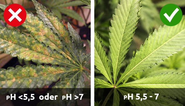 Mangel an Cannabispflanzen