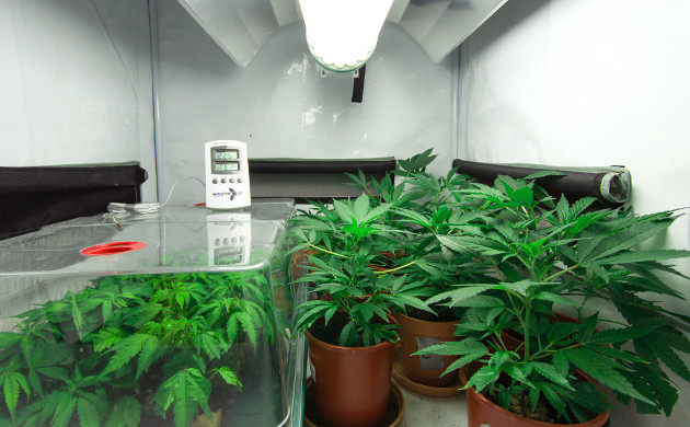 cheap easy way to grow cannabis indoors