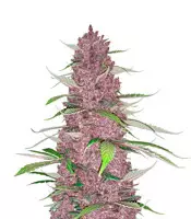 Purple Juice Auto fem cannabis seeds for sale Purple Juice Auto (Herbies Seeds)