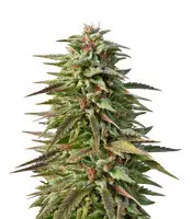 Trippy Gorilla Autoflowering feminized seeds for sale Trippy Gorilla Autoflowering (Big Head Seeds)