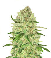 Sugar Candy (Delicious Seeds)