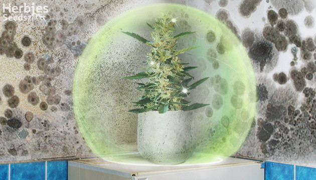 vizualizați tulpini de marijuana rezistente la mucegai