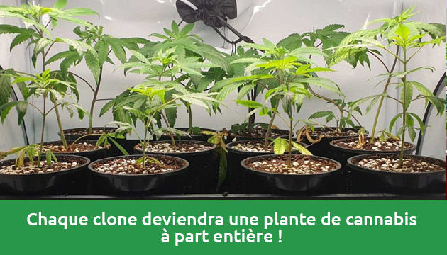 comment cloner du cannabis à autofloraison