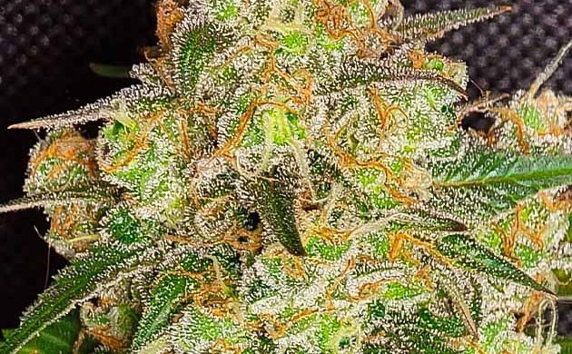 Wedding Gelato grow photo