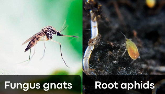 cannabis root rot in soil