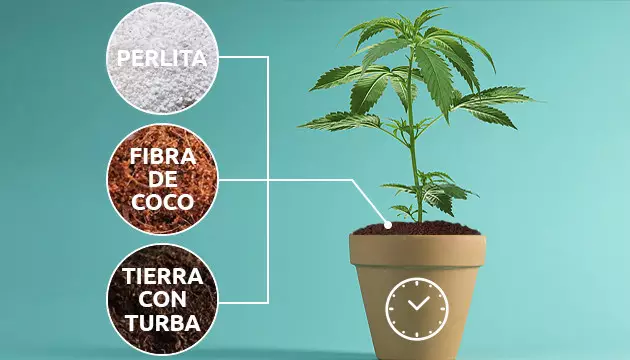 Sustrato para autoflorecientes