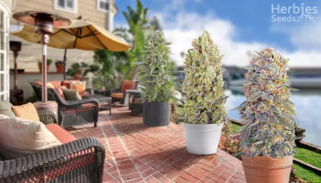 ¿Cómo hacer un exitoso cultivo de marihuana exterior en maceta?