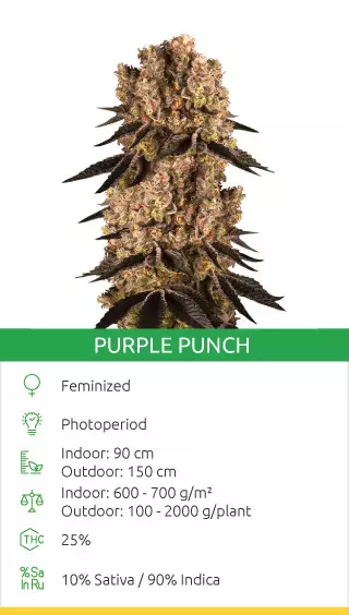 Purple Punch strain