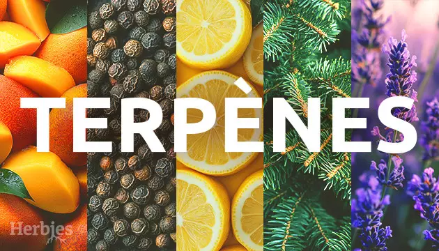 Terpènes 101 : Votre guide sur les saveurs du cannabis