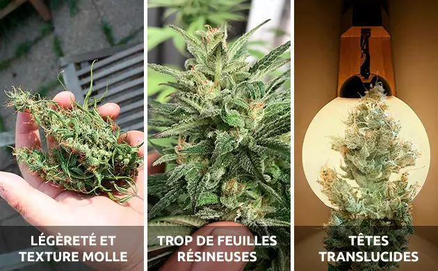 comment reconnaitre les tetes aerees
