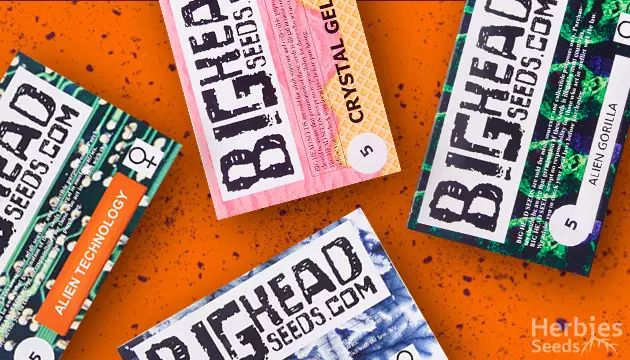 Big Head Seeds feminized seeds