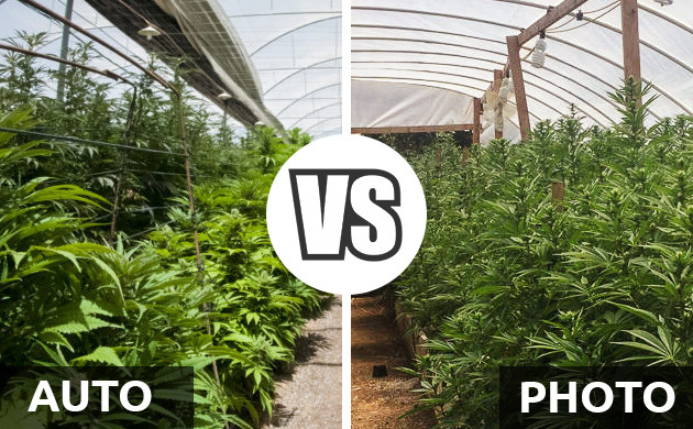 marijuana strains for greenhouse