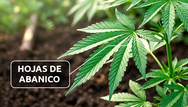 Las hojas de marihuana fotos de hojas de marihuana