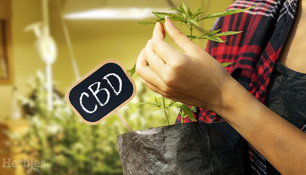 so baust du cbd reiche sorten indoor an