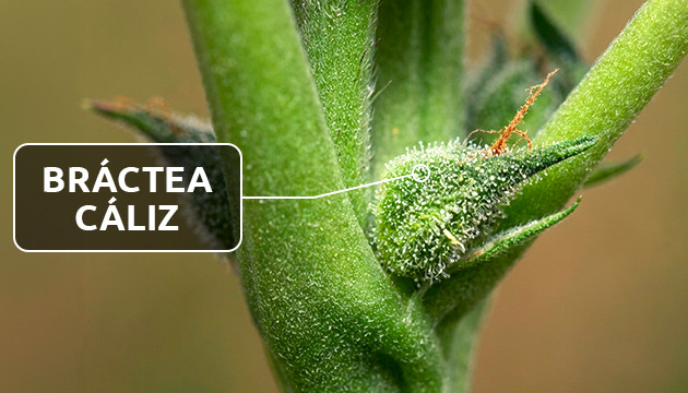 La bráctea y el cáliz cálices planta