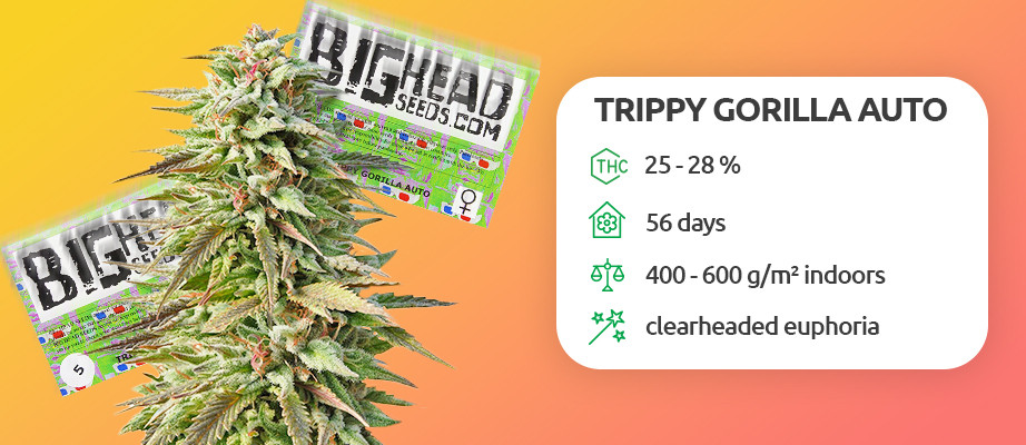 Big Head Seeds Cannabis-Samen