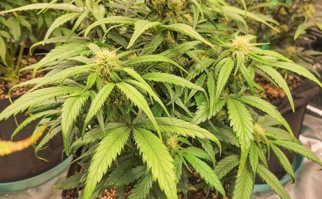 Grow Diary Grow diary hero
