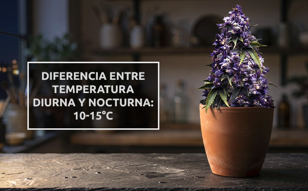 como hacer marihuana morada