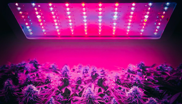 cultivo de marihuana con leds