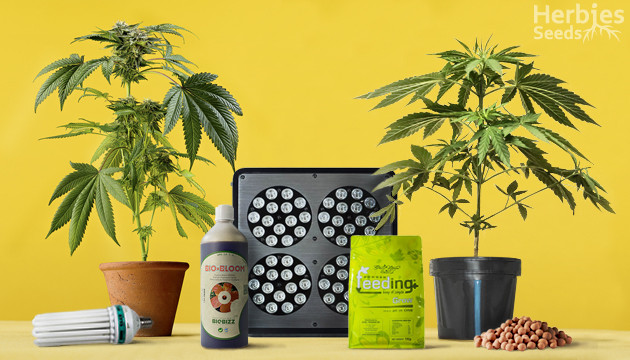 Cultivo de cannabis