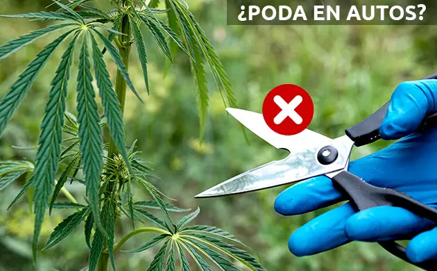 podar autoflorecientes