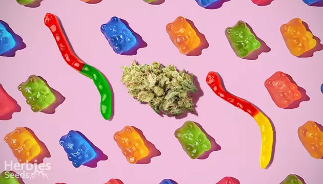 Improved weed gummies recipe