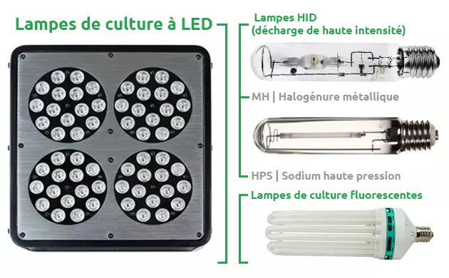 lampe plante cannabis
