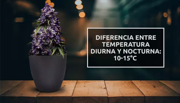 como hacer marihuana morada
